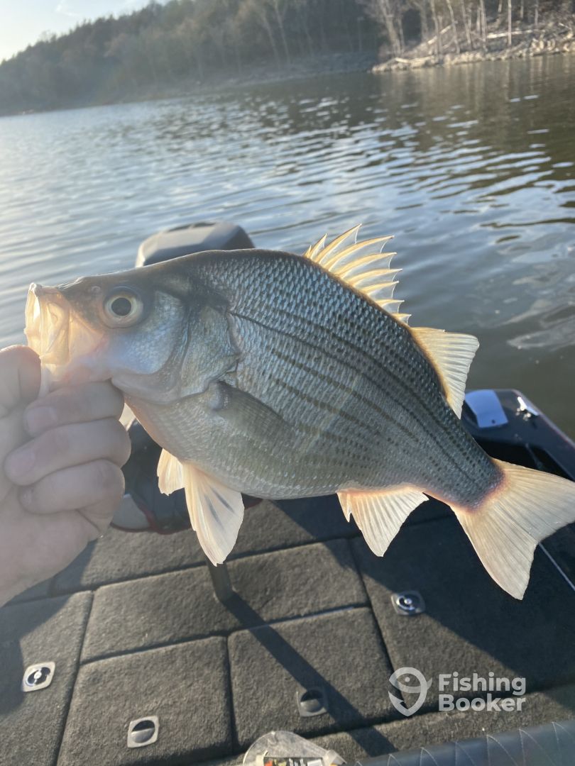 A white bass catch